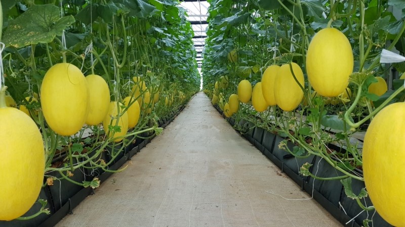 Dưa lưới Hoàng Kim có vẻ ngoài đẹp mắt
