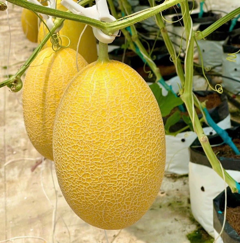 Dưa lưới Hoàng Kim