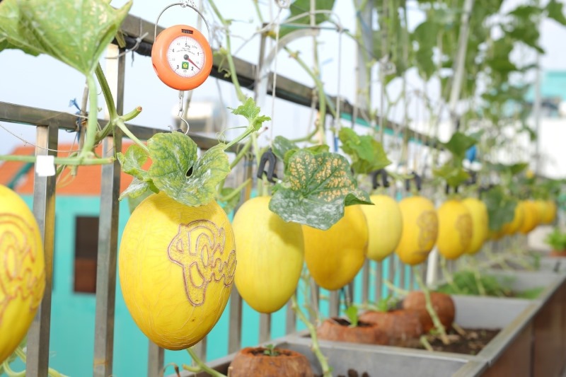 Dưa lưới khắc chữ thư pháp