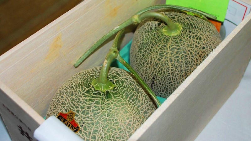 Dưa lưới Nhật Bản giá bao nhiêu?