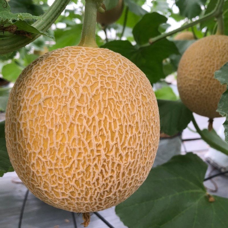 Dưa lưới vỏ vàng có hình tròn với hệ đường vân lưới đẹp