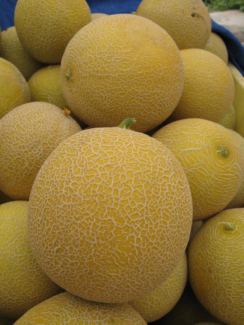 Dưa vỏ vàng phổ biến nhất trên thị trường