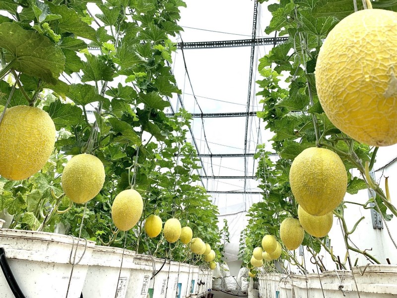 Dưa lưới màu vàng có nguồn gốc từ Nam Á và châu Phi