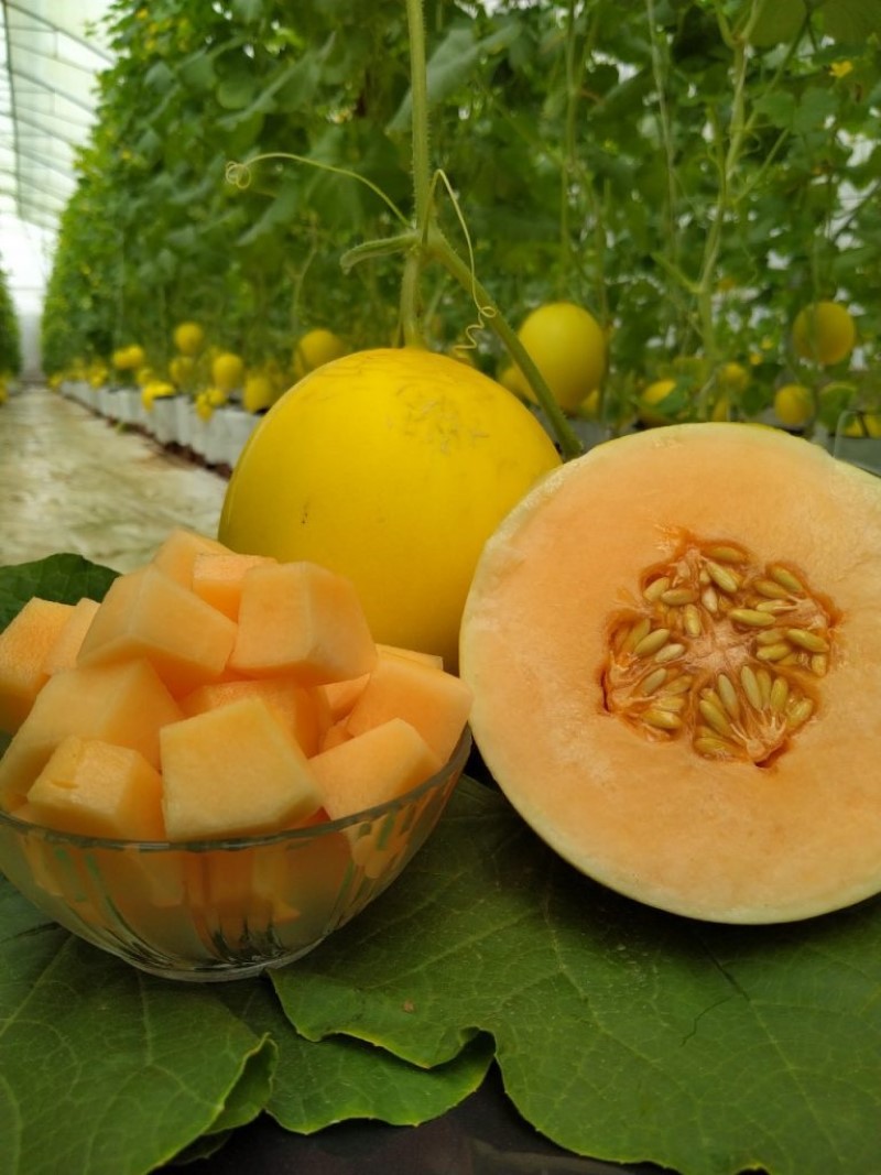 Ăn dưa lưới có nhiều tác dụng cho sức khỏe