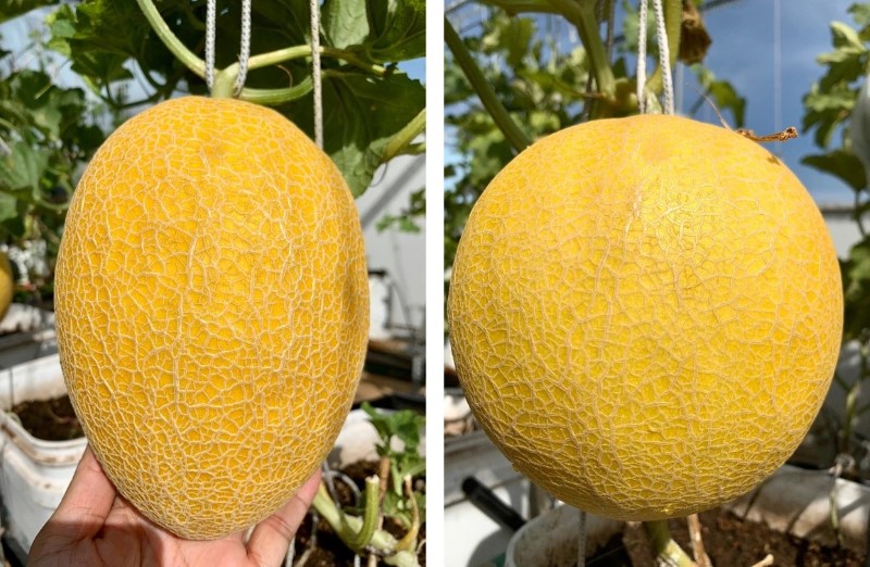 Ăn dưa lưới có thể tăng cường hệ miễn dịch