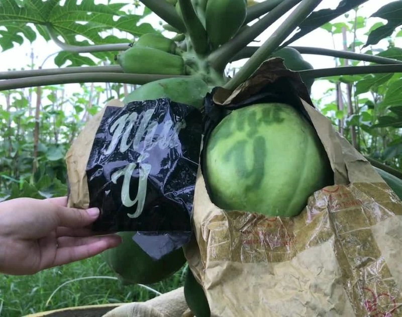 Đu đủ in chữ thường có mặt trong mâm ngũ quả