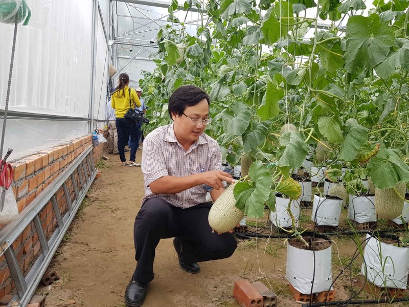 Dưa Đài Loan đòi hỏi cần có thời gian trồng trọt, chăm sóc kỹ lưỡng