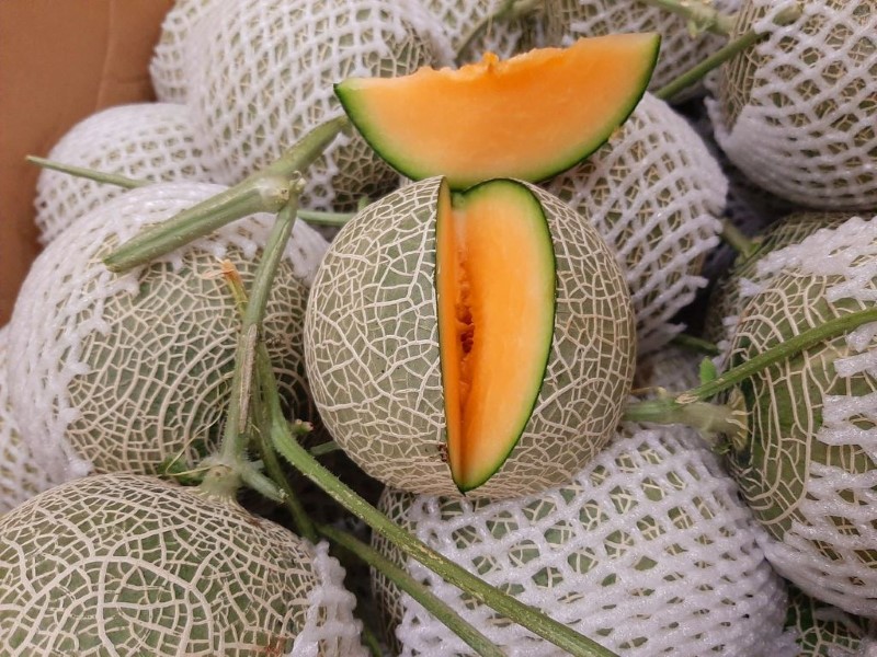 Dưa lưới Nhật Bản có quy trình nuôi trồng nghiêm ngặt