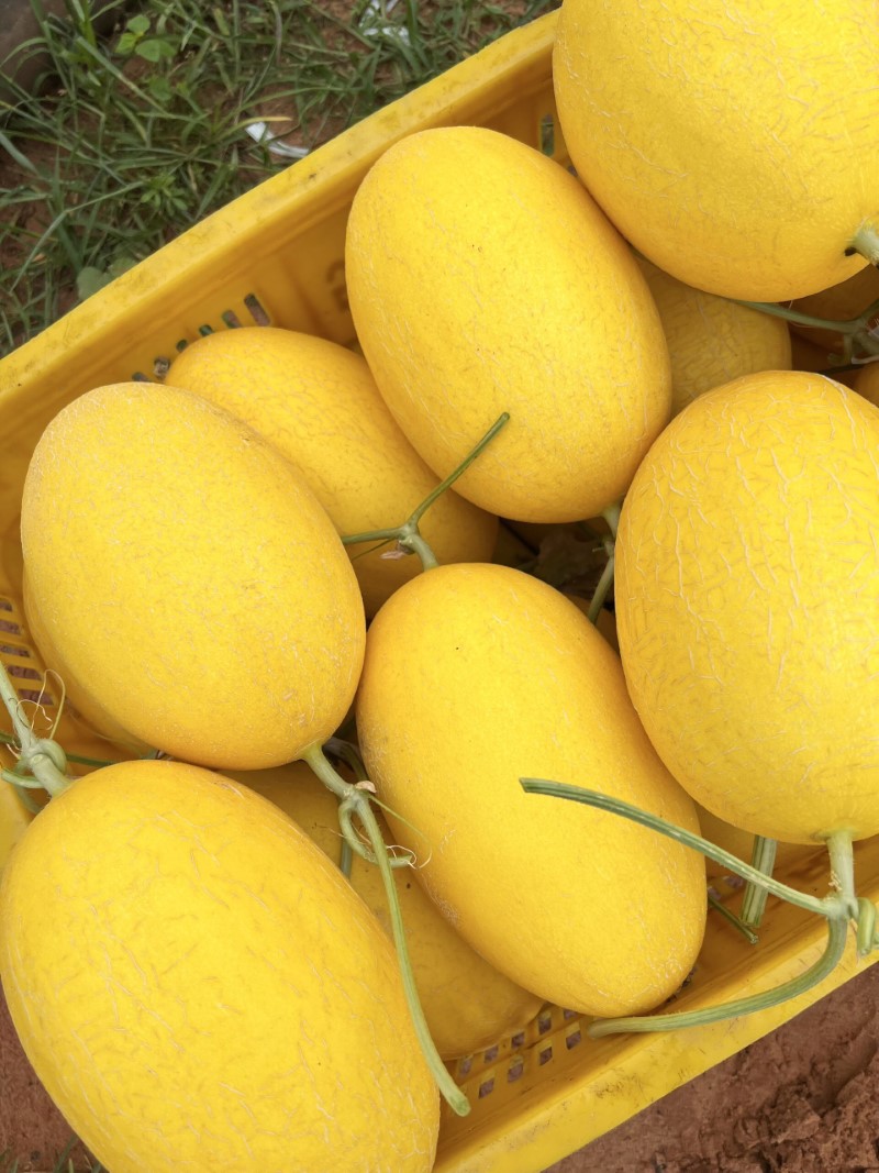 BIFARM là địa chỉ cung cấp dưa lưới uy tín