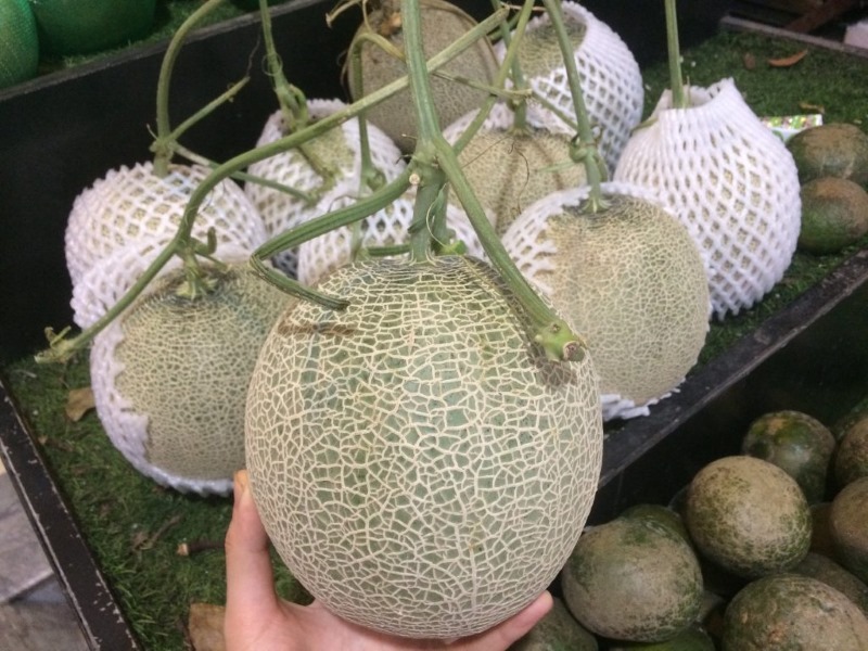 Nên chọn những quả dưa căng tròn