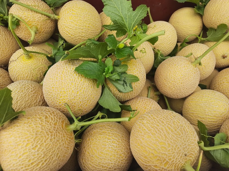 Nên lựa chọn thật kỹ lưỡng dưa lưới để đạt được chất lượng tốt nhất