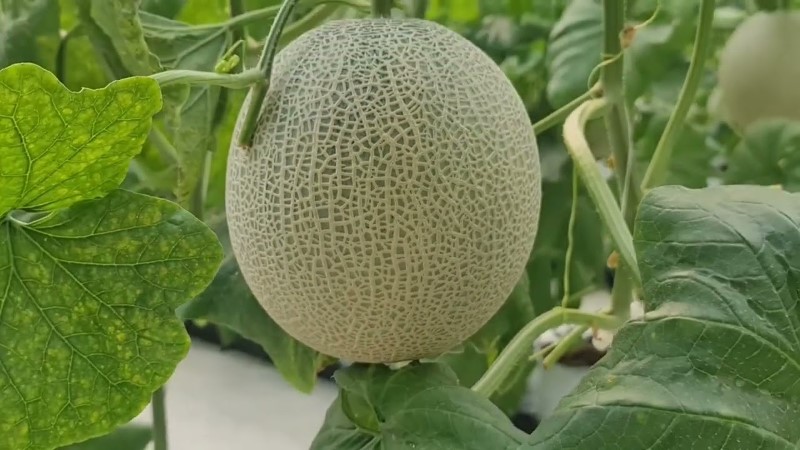 Vỏ dưa lưới Nhật có màu xanh sáng với đường gân nổi rõ