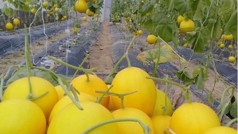 BIFARM là đơn vị chuyên cung cấp dưa lưới chất lượng