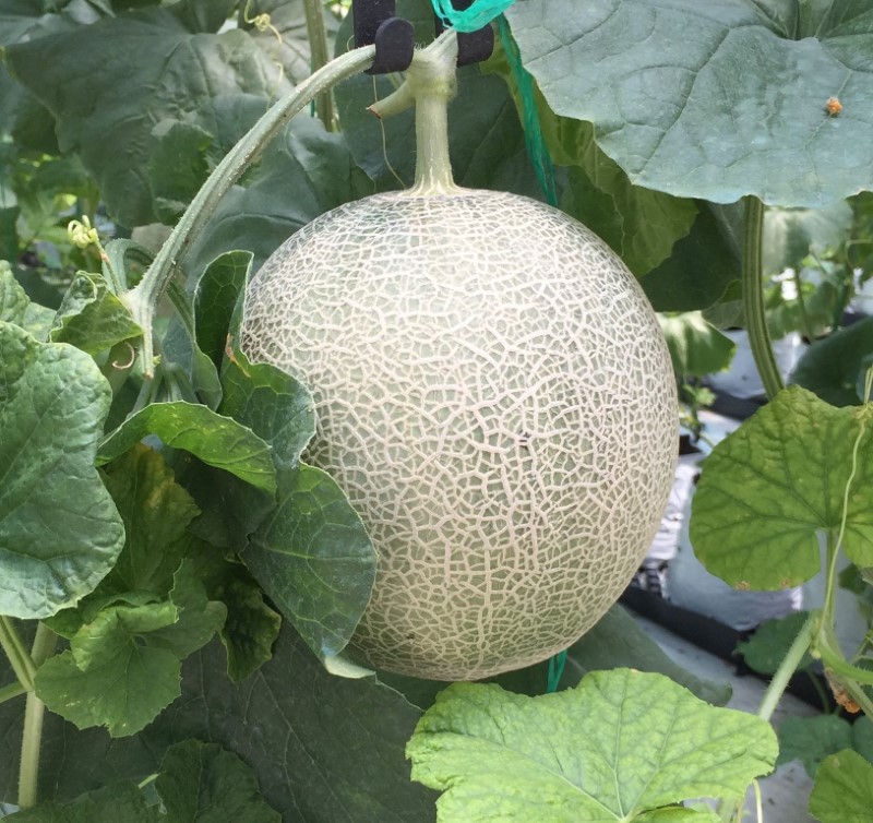 Có thể dựa vào trọng lượng để chọn dưa ngon