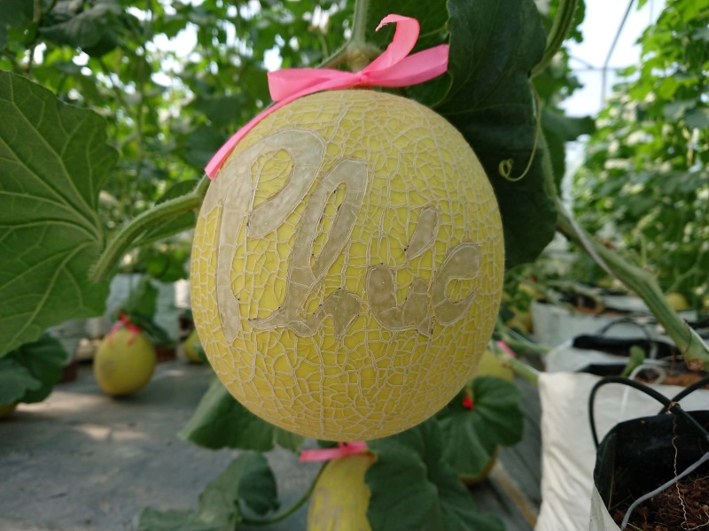 Dưa lưới khắc chữ có thể chưng Tết được nhiều ngày