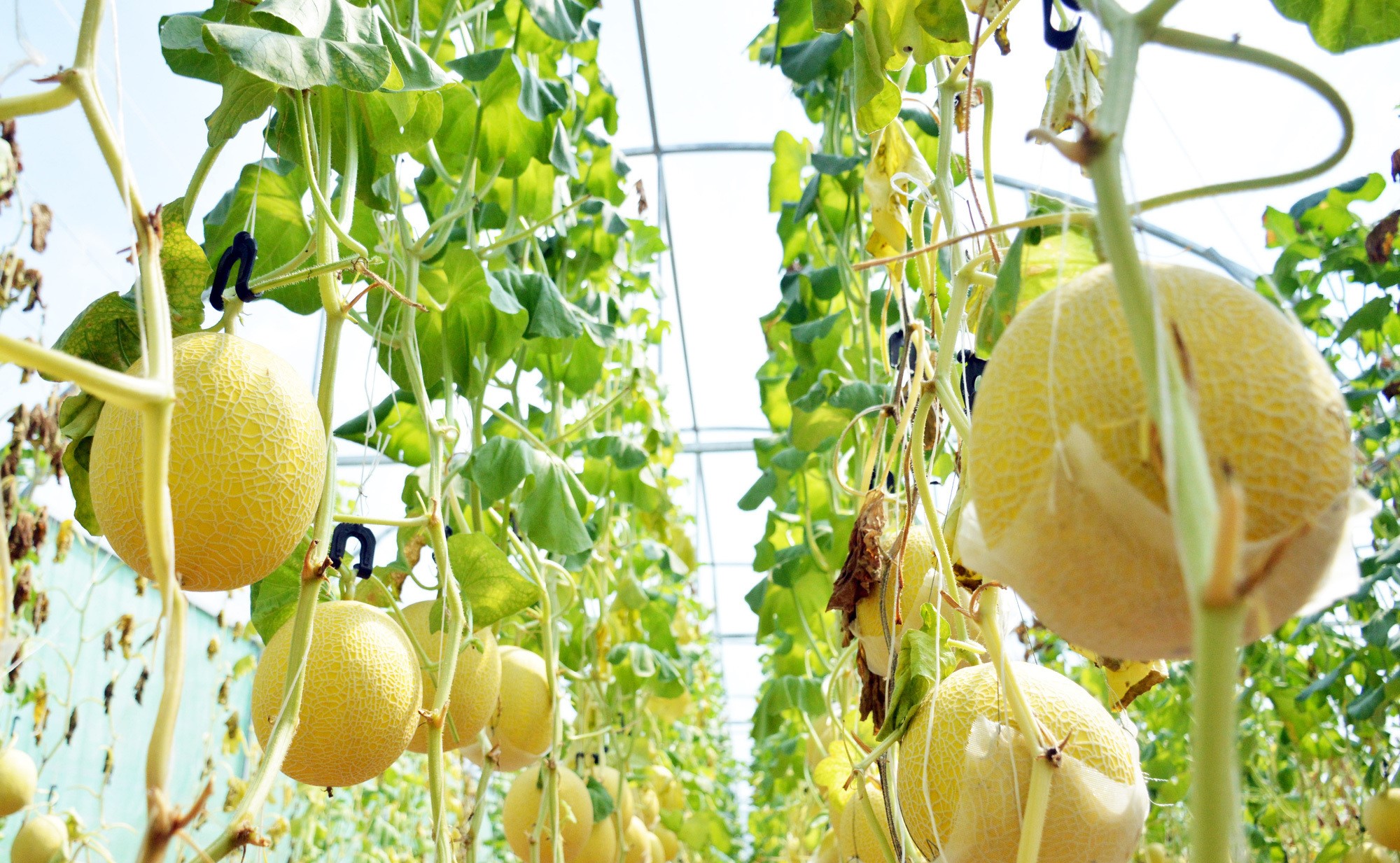 BIFARM là đơn vị chuyên cung cấp dưa lưới uy tín, chất lượng