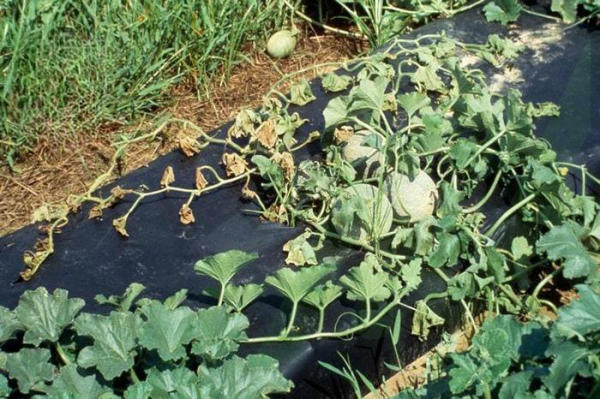 Bệnh héo xanh trên dưa lưới là một bệnh không có thuốc đặc trị