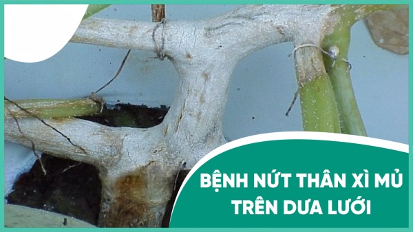 Bệnh nứt thân xì mủ trên cây dưa lưới có những biểu hiện rất đặc trưng