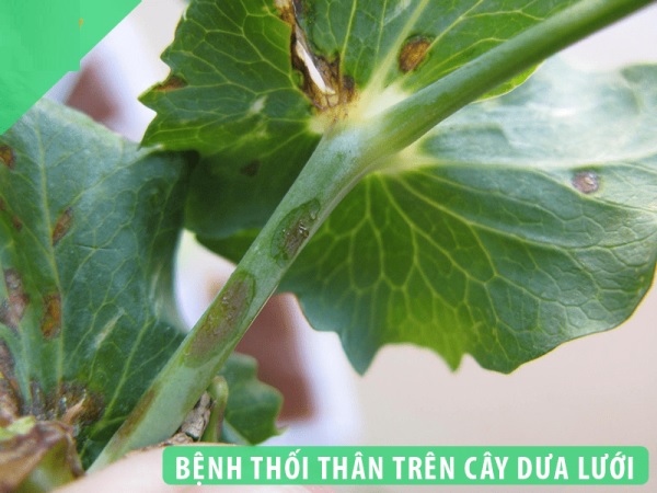 Nguyên nhân, cách phòng bệnh thối thân ở trên cây dưa lưới