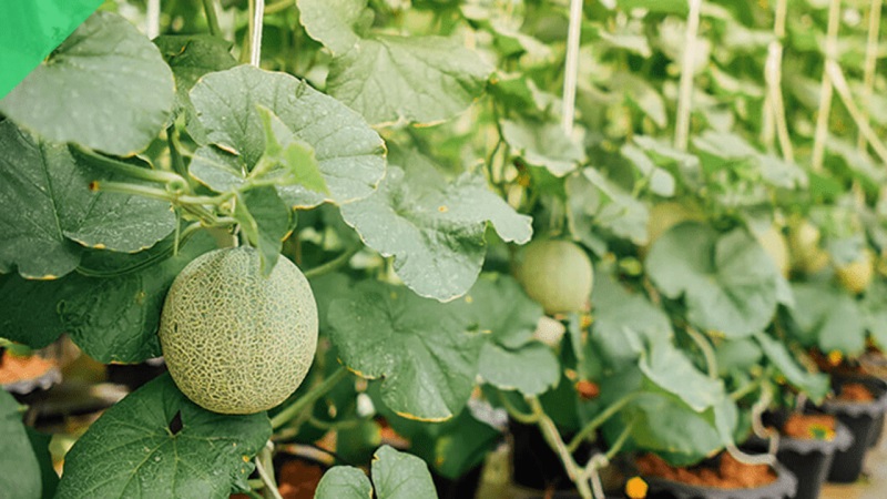 Cách bấm ngọn dưa lưới đúng kỹ thuật