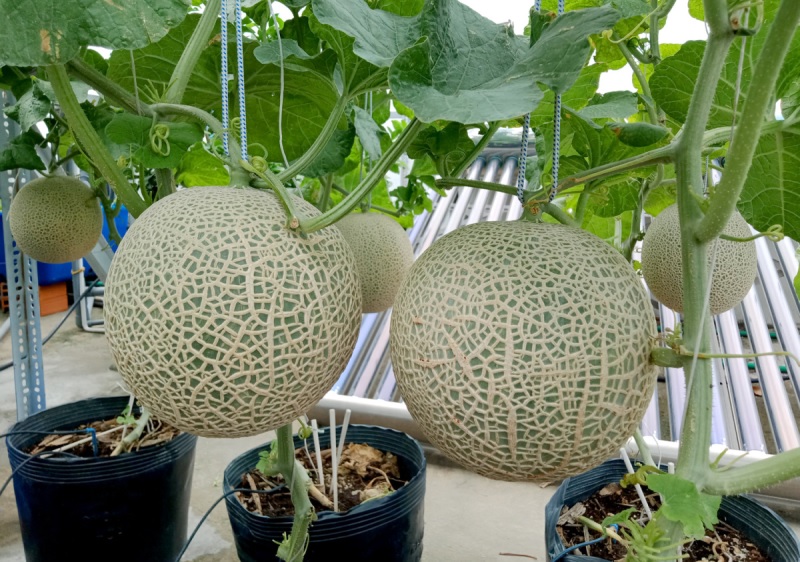 Cách trồng dưa lưới trên sân thượng cho trái tốt, ngọt