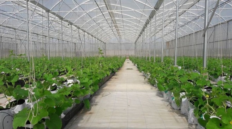 Chi phí xây dựng nhà màng trồng dưa lưới bao nhiêu?