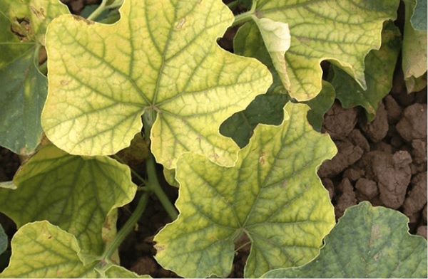 Nguyên nhân gây vàng lá ở cây dưa lưới