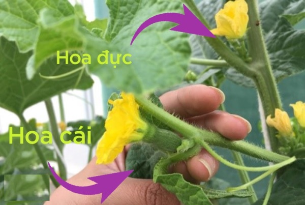Cách nhận biết hoa đực, hoa cái của cây dưa lưới