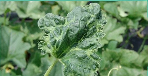 Bệnh khảm trên dưa lưới làm lá xoăn lại và nhỏ hơn