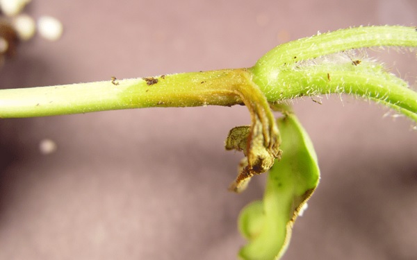 Thân cây bề ngoài khô cứng nhưng bên trong lại mềm nhũn, sũng nước và thối rữa