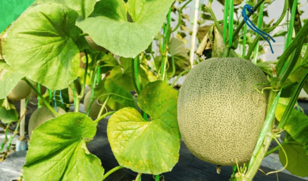 Lá dưa lưới chuyển sang màu vàng, mất đi sự tươi tắn là dấu hiệu cho biết cây thiếu Kali