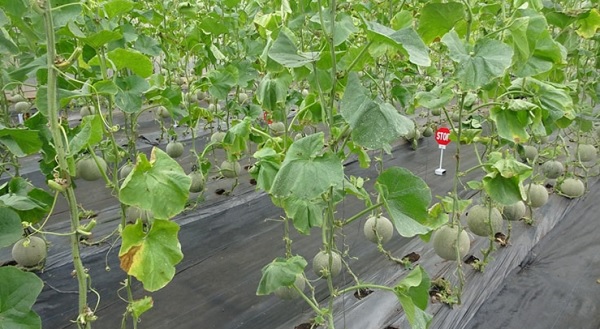 Bọ trĩ là tác nhân khiến cây dưa lưới bị héo rũ và dễ mắc một số bệnh nguy hiểm