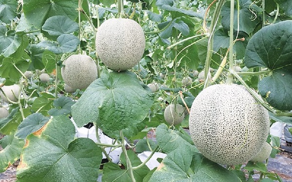 Bón phân cho dưa lưới giúp cây hấp thụ chất dinh dưỡng, ra hoa, đậu trái to, ngon, ngọt, đạt năng suất cao