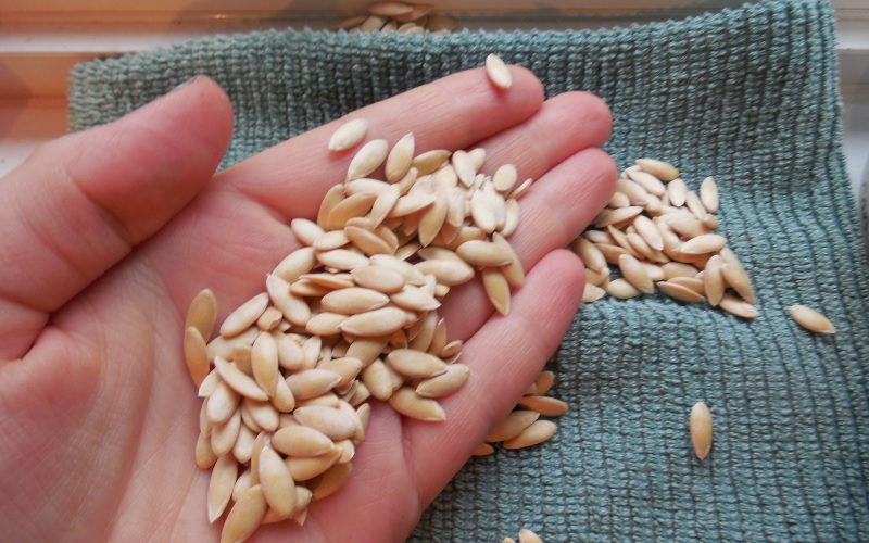 Chọn hạt giống dưa lưới loại F1 thuần chủng