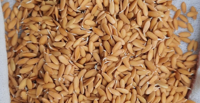 Chọn hạt giống F1 để trồng dưa lưới