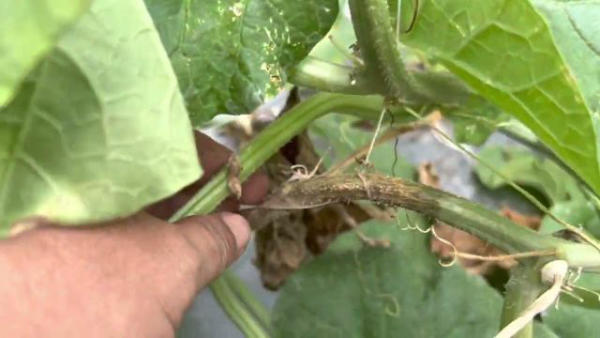 Có nhiều các nguyên nhân gây bệnh nứt thân xì mủ trên cây dưa lưới