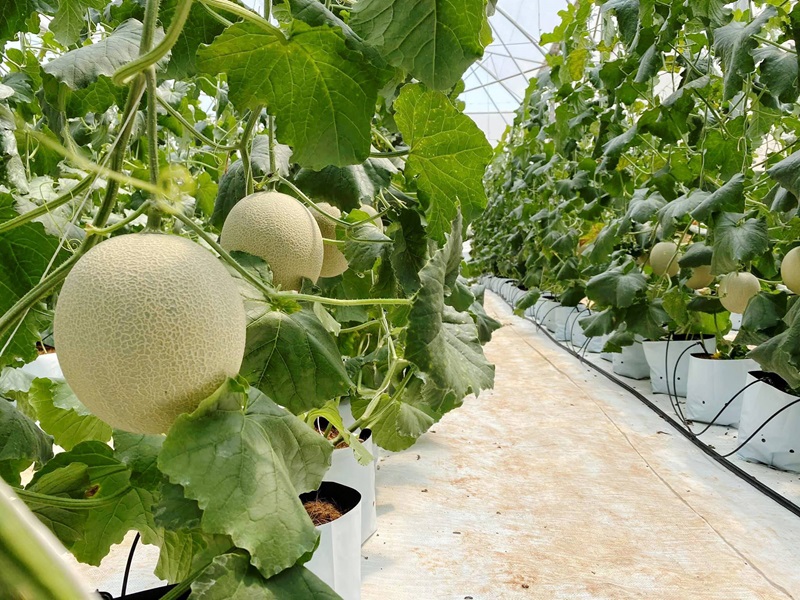 Điều kiện sinh trưởng của dưa lưới trồng thủy canh ra sao?