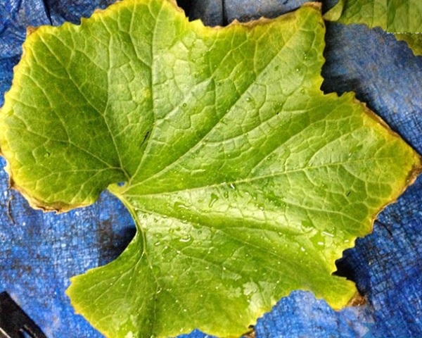 Lá của cây dưa lưới bị vàng, xung quanh mép lá có màu nâu