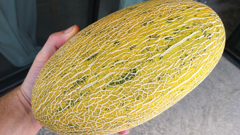 Dưa lưới Hami có nguồn gốc từ thời nhà Hán ở Trung Quốc