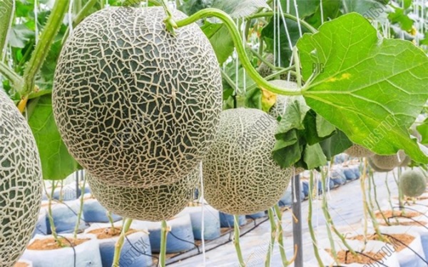 Dưa lưới không ra hoa cái do chọn giống có tỷ lệ hoa cái thấp