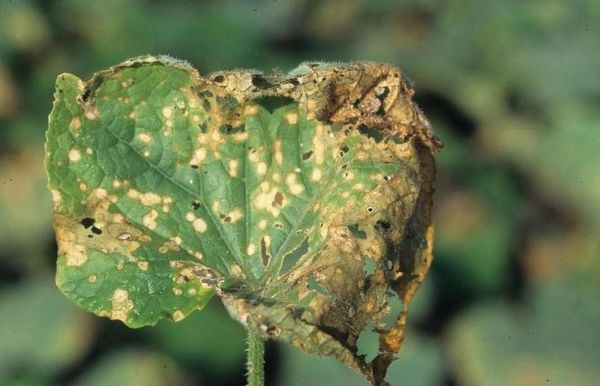 Lá cây dưa lưới bị bệnh thán thư