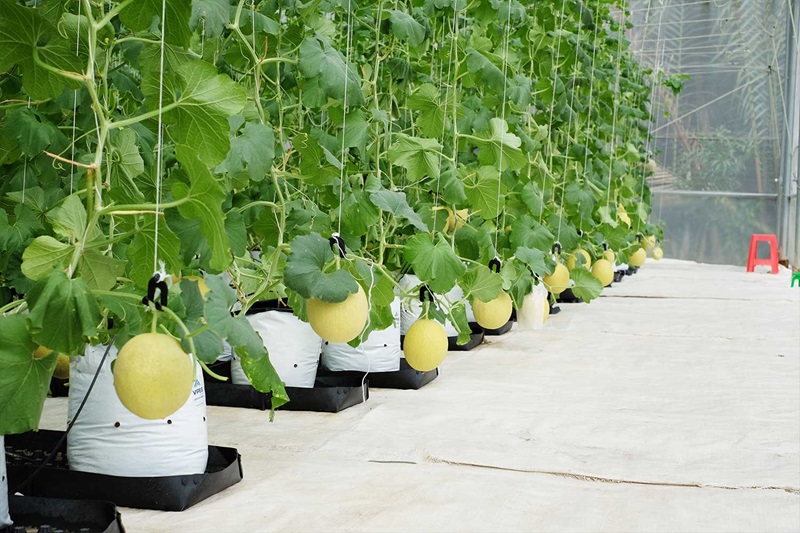 Mô hình nhà màng dưa lưới cho phép nông dân kiểm soát nhiệt độ, độ ẩm và ánh sáng