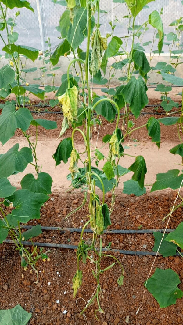 Quan sát phần thân và cành của cây để nhận biết bệnh héo xanh dưa lưới