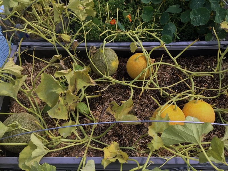 Trồng dưa lưới Hà Lan ở đâu?