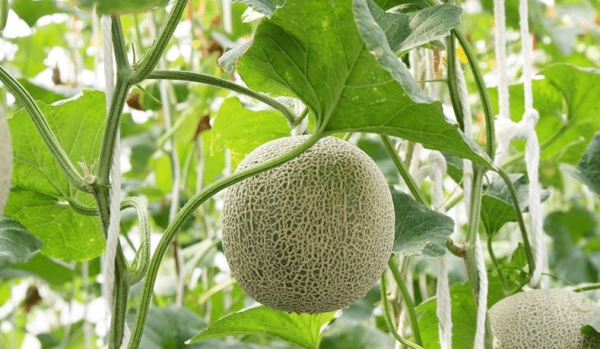 Chọn giống dưa lưới chất lượng, có khả năng đề kháng tốt và chống chịu với nấm bệnh