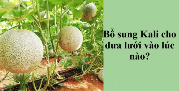 3 giai đoạn cần phải bổ sung Kali cho dưa lưới