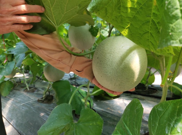 Biện pháp phòng bọ trĩ hại dưa lưới bằng cách kiểm tra định kỳ và cắt tỉa những lá cây do bọ trĩ gây hại