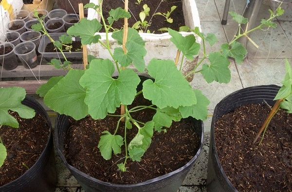 Cách bón phân cho cây dưa lưới ở giai đoạn cây con