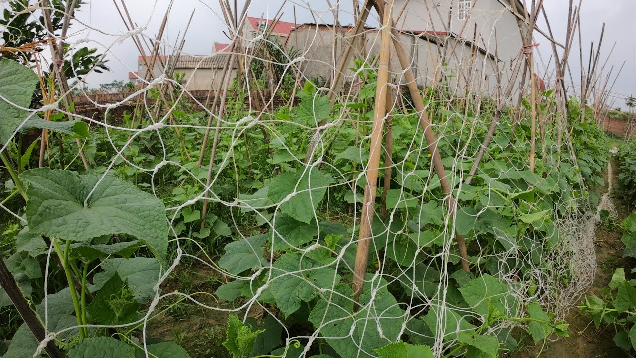Thiết kế giàn leo cho cây dưa lưới