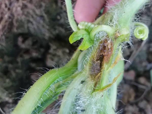 Cách trị bệnh nứt thân xì mủ an toàn bằng các thuốc sinh học